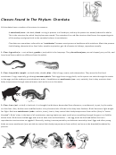 Phylum Chordata Worksheet (biology)