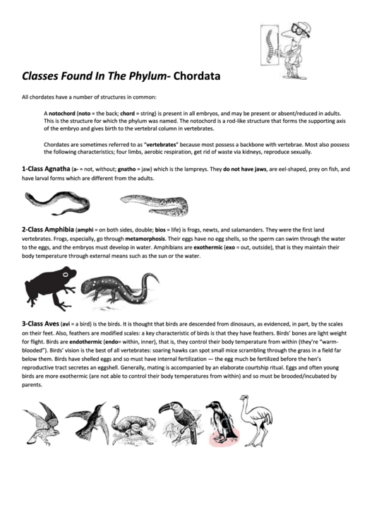 Phylum Chordata Worksheet (Biology) Printable pdf