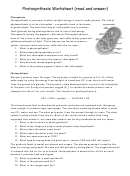 Photosynthesis Worksheet Template