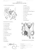 Biology 12 Worksheet - Male Reproductive System