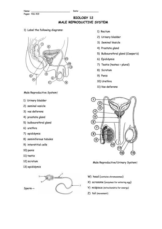 Biology 12 Worksheet - Male Reproductive System Printable pdf