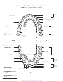 Diagram Of The Tooth Numbering System