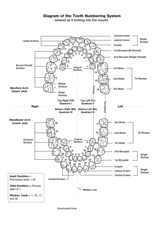 Diagram Of The Tooth Numbering System