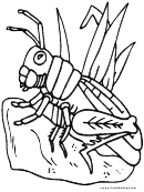 Bug Coloring Sheet