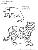 Coloring Sheet - Asian Rainforest Animals