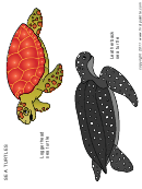 Coloring Sheet - Turtle