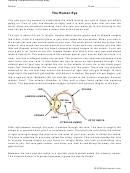 Reading Comprehension/human Body Printable pdf