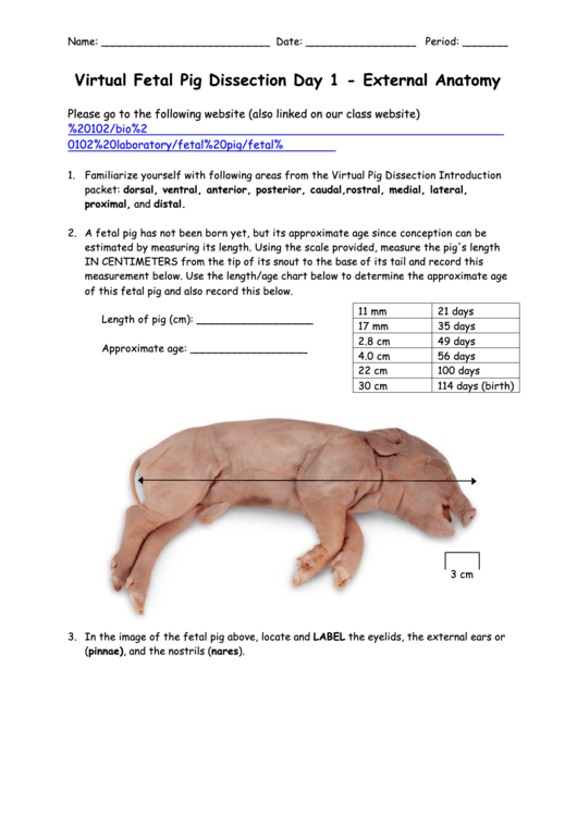 Virtual Fetal Pig Dissection Day Printable pdf