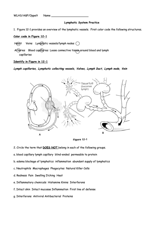 Lymphatic System Practice Worksheet Template Printable pdf