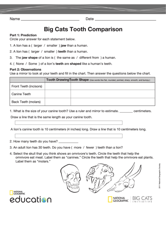 Big Cats Tooth Comparison printable pdf download