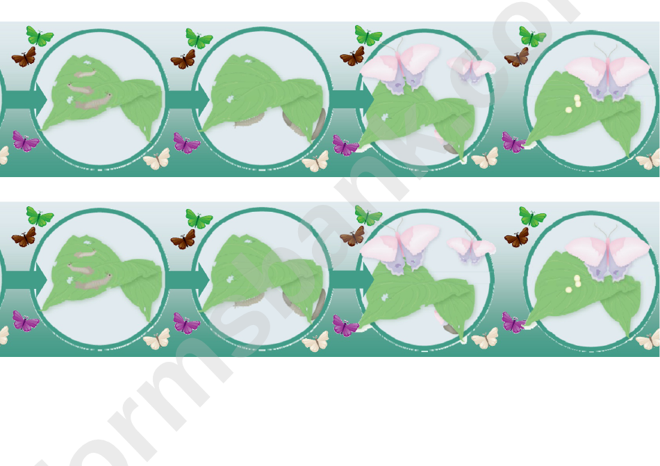 Butterfly Life Cycle Border Template For Displays