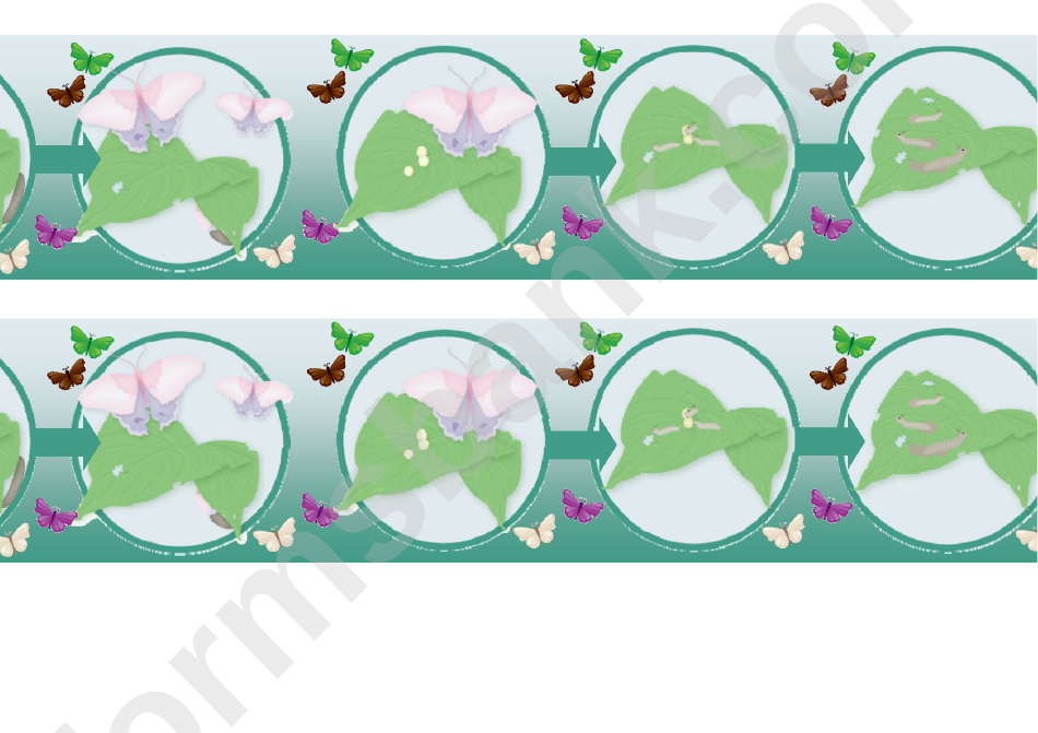 Butterfly Life Cycle Border Template For Displays