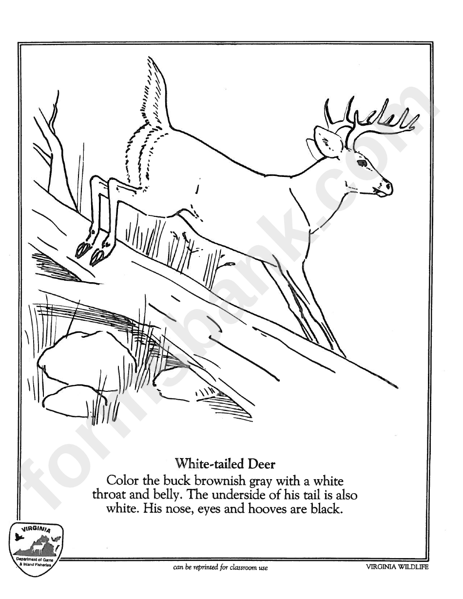 White-Tailed Deer Coloring Sheet