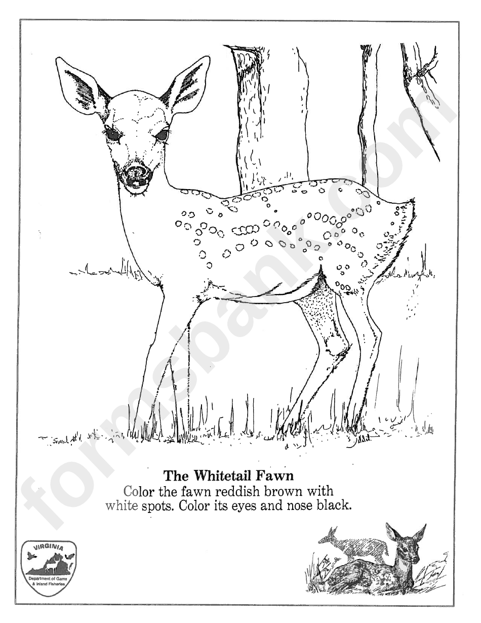 White-Tailed Deer Coloring Sheet