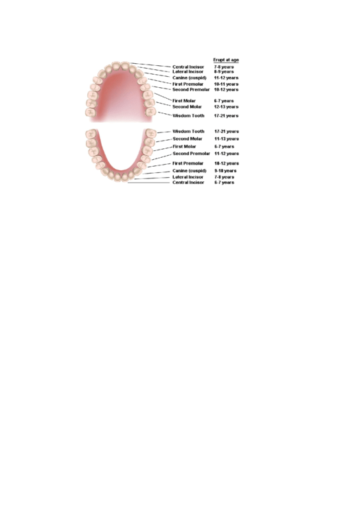 Teeth Eruption Chart By Age Printable pdf