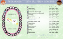 Permanent Teeth Eruption Schedule For Kids