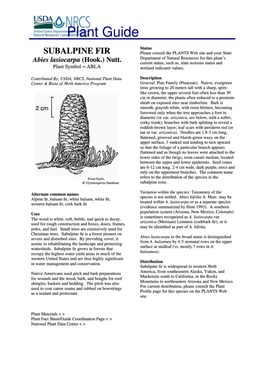 Plant Guide - Subalpine Fir Abies Lasiocarpa (Hook.) Nutt. - U.s. Department Of Agriculture Printable pdf