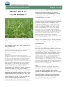 Plant Guide - Proso Millet Panicum Miliaceum L. - U.s. Department Of Agriculture