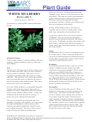 Plant Guide - White Mulberry Morus Alba L. - U.s. Department Of Agriculture
