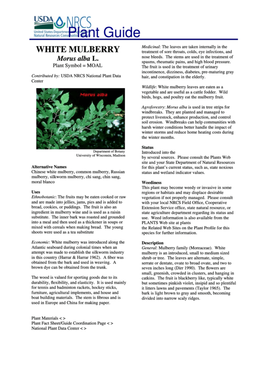 Plant Guide - White Mulberry Morus Alba L. - U.s. Department Of Agriculture Printable pdf