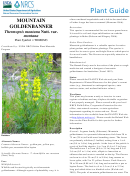 Plant Guide - Mountain Goldenbanner Thermopsis Montana Nutt. Var. Montana - U.s. Department Of Agriculture