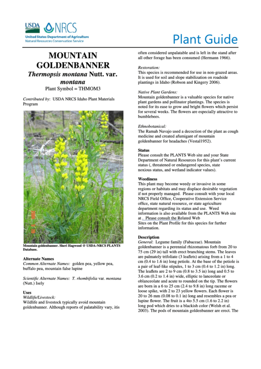 Plant Guide - Mountain Goldenbanner Thermopsis Montana Nutt. Var. Montana - U.s. Department Of Agriculture Printable pdf
