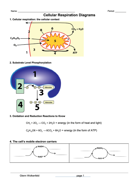 Cellular Respiration Diagrams Biology Worksheet Printable Pdf Download