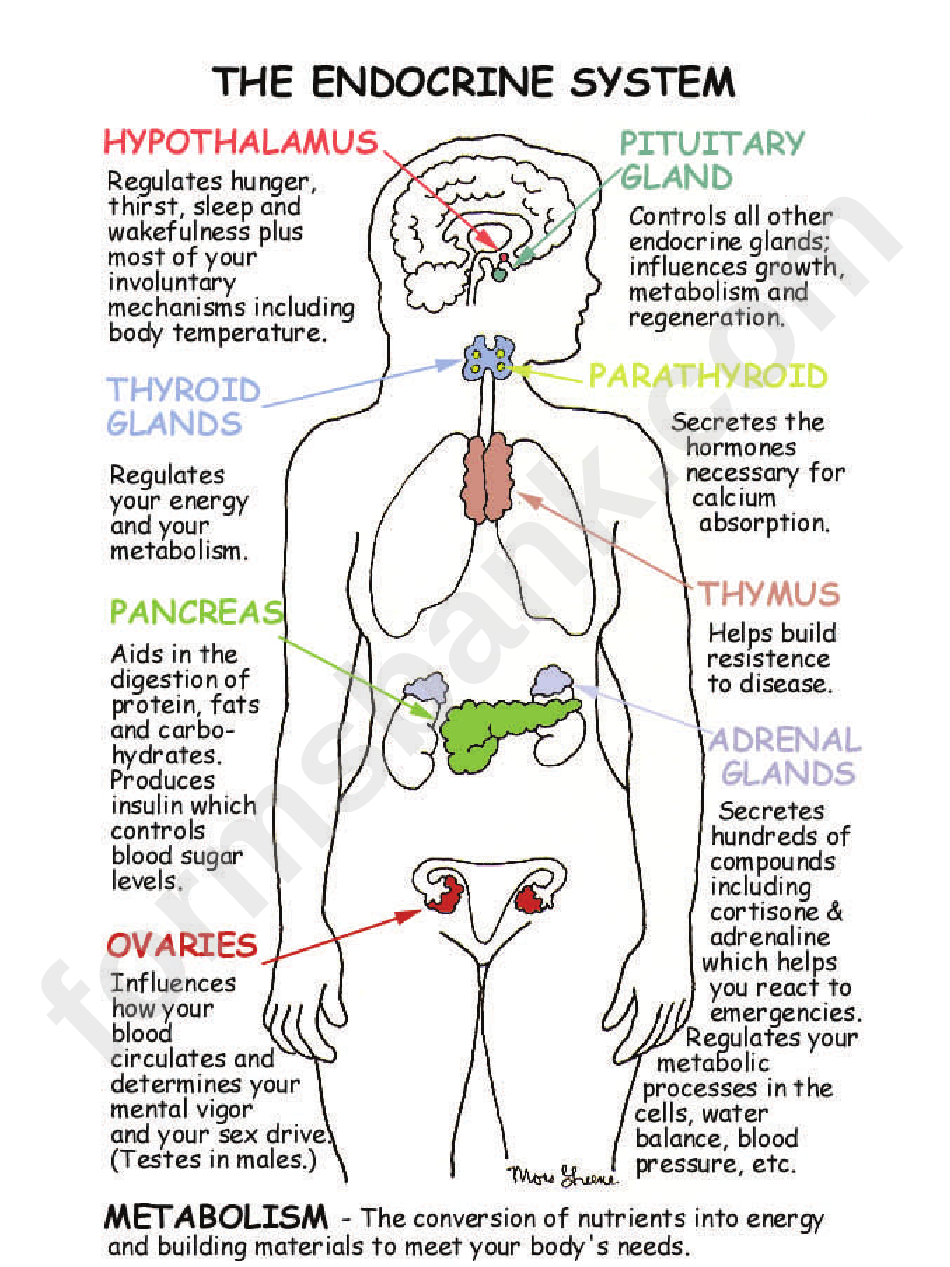 The Endocrine Systen Map