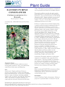 Plant Guide - Eastern Purple Coneflower Echinacea Purpurea (l.) Moench. - U.s. Department Of Agriculture