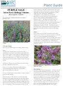 Plant Guide - Purple Sage Salvia Dorrii (kellogg) Abrams - U.s. Department Of Acriculture