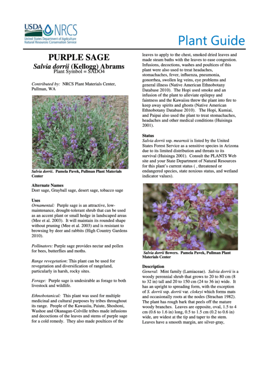 Plant Guide - Purple Sage Salvia Dorrii (Kellogg) Abrams - U.s. Department Of Acriculture Printable pdf