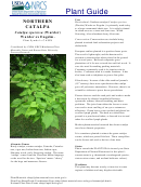 Plant Guide - Northern Catalpa Catalpa Speciosa (Warder) Warder Ex Engelm. - U.s. Department Of Agriculture Printable pdf