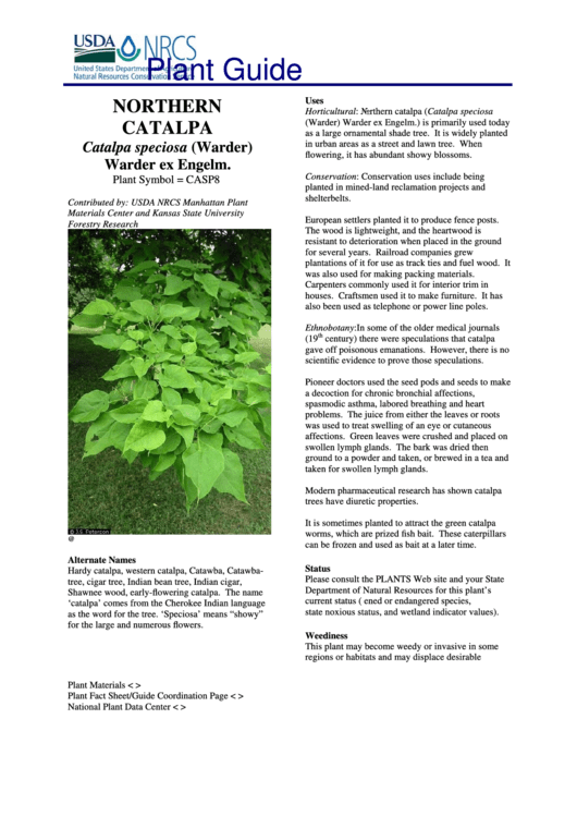 Plant Guide - Northern Catalpa Catalpa Speciosa (Warder) Warder Ex Engelm. - U.s. Department Of Agriculture Printable pdf
