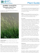 Plant Guide - James' Galleta Pleuraphis Jamesii Torr. - U.s. Deparment O Agriculture