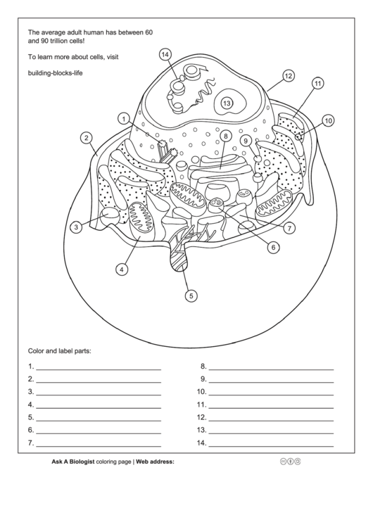 Animal Cell Anatomy Worksheet Printable pdf