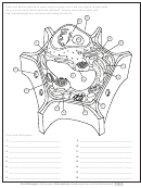 Plant Cell Anatomy Coloring Sheet Printable pdf