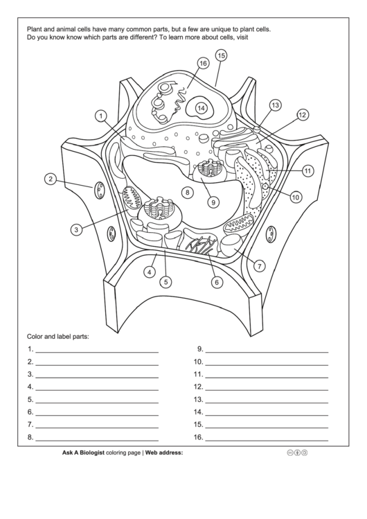Top 6 Plant Cell Coloring Sheets Free To Download In Pdf Format
