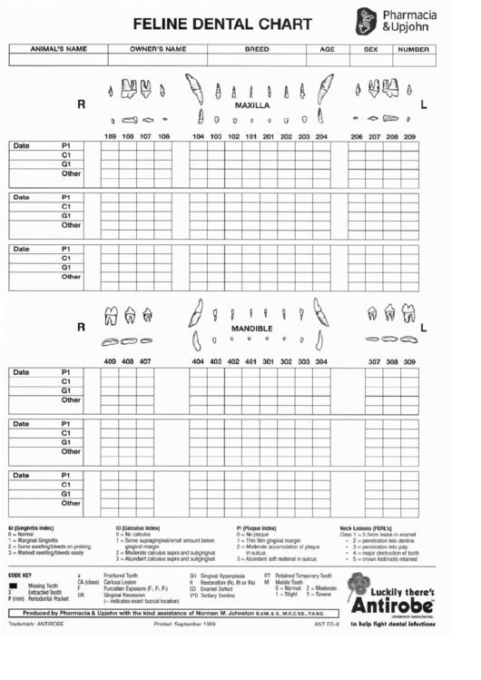 Canine Dental Chart Printable Printable World Holiday