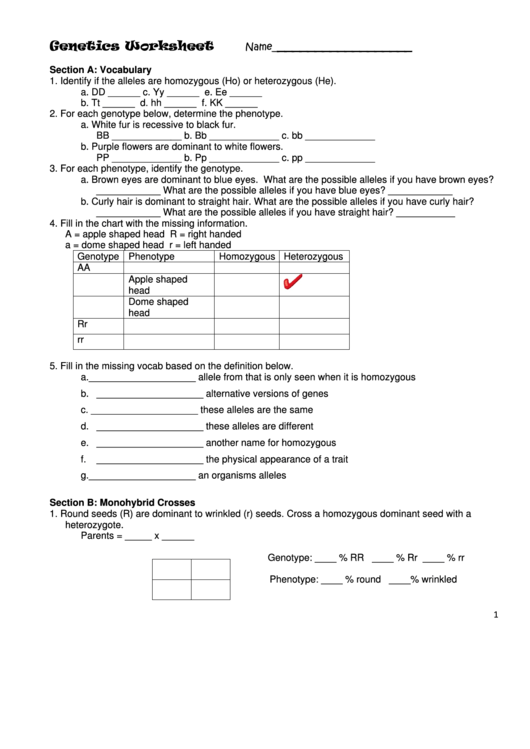 Genetics Worksheet Printable pdf