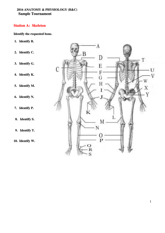 Anatomy & Physiology Worksheet With Answers