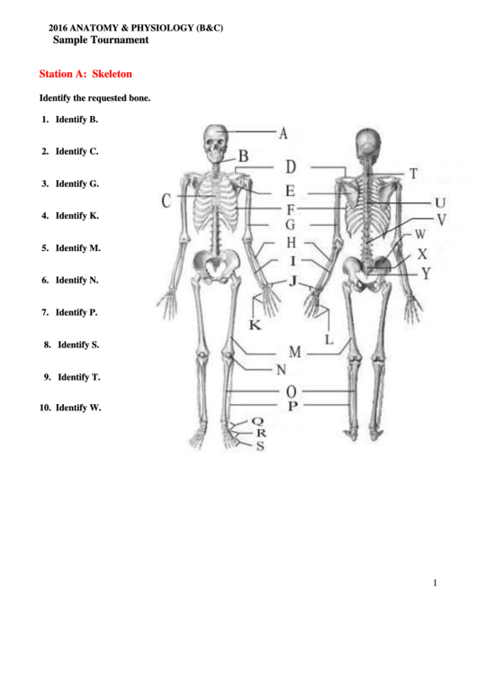 Printable Anatomy Worksheets