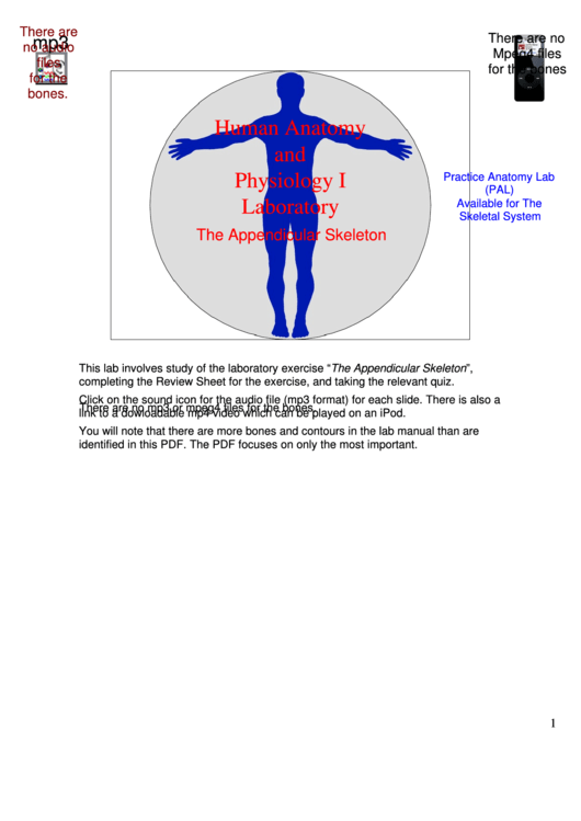 The Appendicular Skeleton Review Sheet Printable pdf