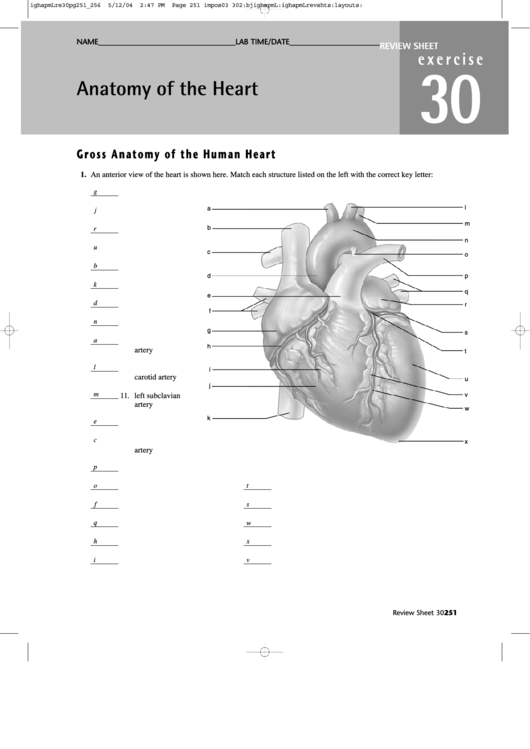  DIAGRAM Label The Heart Diagram Answers MYDIAGRAM ONLINE