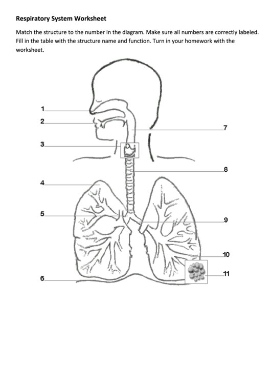 Respiratory System Worksheet Printable pdf