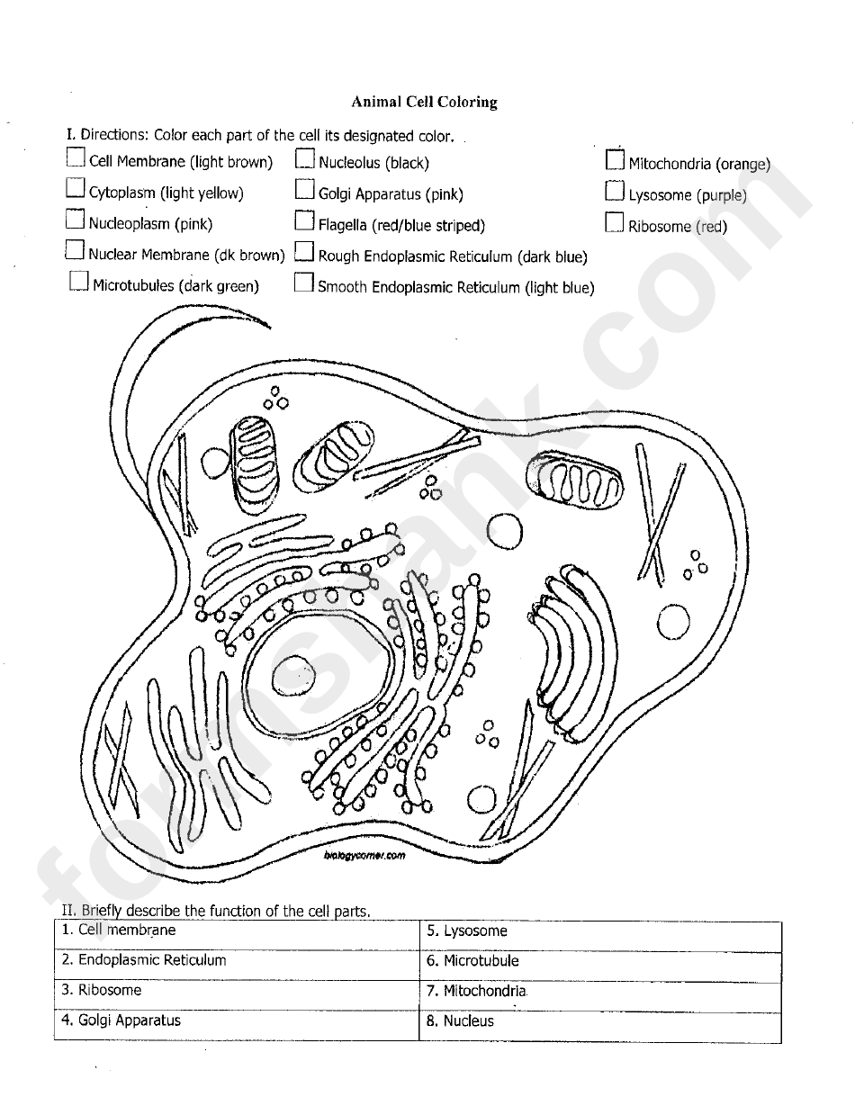 Animal Cell Coloring Sheet