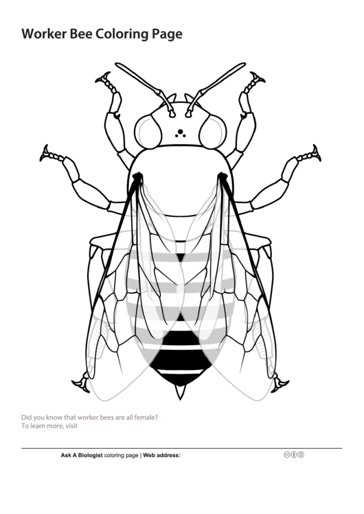 Bee Coloring Page Printable pdf