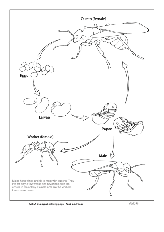 Ask A Biologist - Ant Lifecycle Coloring Sheet Printable pdf