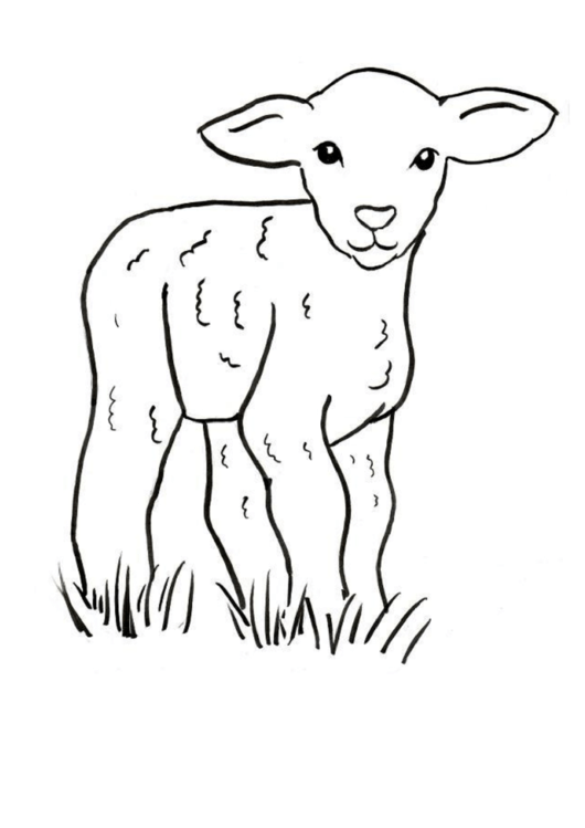 Lamb Coloring Sheet Printable pdf
