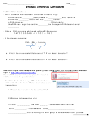 Protein Synthesis Simulation Worksheet