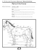 Parts Of The Horse - Detailed Anatomy Printable pdf
